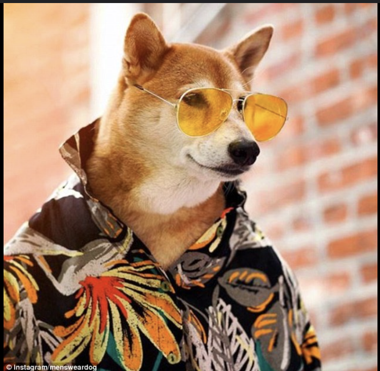 Bodhi the Dog