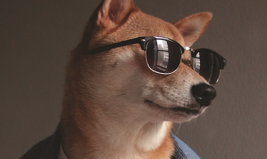 Max the Dog